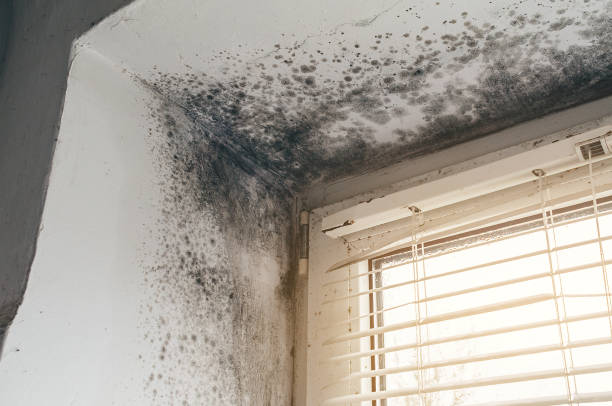Affordable Mold Removal solutions in Paris, TX