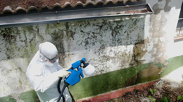 Top rated local Mold Removal specialists in Paris, TX
